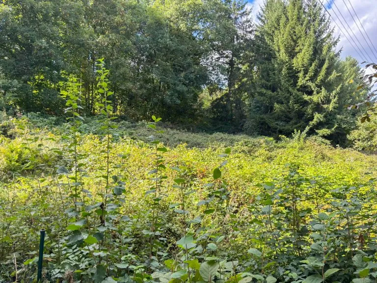 Immobilienangebot - Breitscheidt - Alle - Voll erschlossenes Baugrundstück - Nähe Hamm (Sieg)!